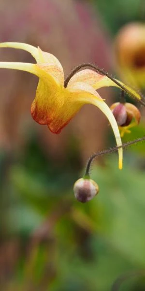 EPIMEDIUM 'Amber Queen' PBR 3 EPIMEDIUM 'Amber Queen' PBR