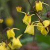 EPIMEDIUM Davidii -UK Garden Supplies Sales Shop epimedium davdii 3160029 2