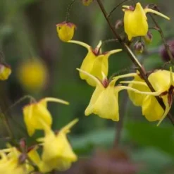 EPIMEDIUM Davidii
