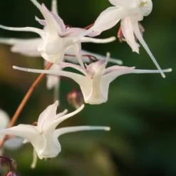 EPIMEDIUM Grandiflorum -UK Garden Supplies Sales Shop epimedium grandiflorum 3240209