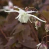 EPIMEDIUM Grandiflorum -UK Garden Supplies Sales Shop epimedium grandiflorum 4040004