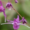 EPIMEDIUM Grandiflorum 'Lilafee' -UK Garden Supplies Sales Shop epimedium grandiflorum lilafee 3280533 2