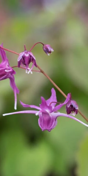 EPIMEDIUM Grandiflorum 'Lilafee' 3 EPIMEDIUM Grandiflorum 'Lilafee'