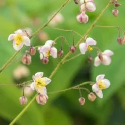 EPIMEDIUM Pubigerum -UK Garden Supplies Sales Shop epimedium pubigerum 3240201