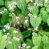 EPIMEDIUM Pubigerum -UK Garden Supplies Sales Shop epimedium pubigerum 4180864