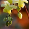 EPIMEDIUM X Versicolour 'Sulphureum' -UK Garden Supplies Sales Shop epimedium sulphureum 3260354 2