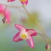 EPIMEDIUM X Rubrum -UK Garden Supplies Sales Shop epimedium x rubrum 3