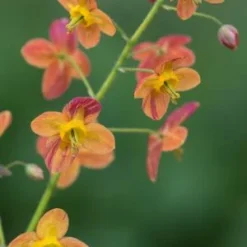 EPIMEDIUM X Warleyense 'Orangekonigin'