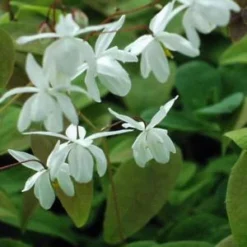 EPIMEDIUM X Youngianum 'Niveum' -UK Garden Supplies Sales Shop epimedium x youngianum niveum