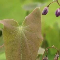 EPIMEDIUM X Youngianum 'Roseum' 5 EPIMEDIUM X Youngianum 'Roseum' -UK Garden Supplies Sales Shop epimedium x youngianum roseum