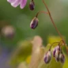 EPIMEDIUM X Youngianum 'Roseum' -UK Garden Supplies Sales Shop epimedium x youngianum roseum 4210061 3