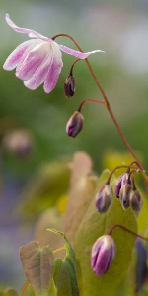 EPIMEDIUM X Youngianum 'Roseum' 3 EPIMEDIUM X Youngianum 'Roseum'