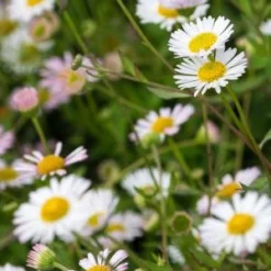 ERIGERON Karvinskianus (Profusion)