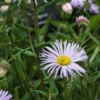 ERIGERON 'Quakeress' 1 ERIGERON 'Quakeress' -UK Garden Supplies Sales Shop erigeron quakeress 6120417 2