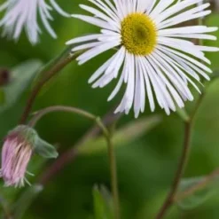 ERIGERON 'Sommerneuschnee'