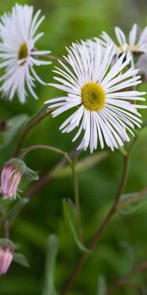 ERIGERON 'Sommerneuschnee' 3 ERIGERON 'Sommerneuschnee'