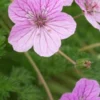 ERODIUM 'County Park' -UK Garden Supplies Sales Shop erodium county park 202561 2