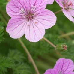 ERODIUM 'County Park'