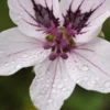 ERODIUM 'Felicity' -UK Garden Supplies Sales Shop erodium felicity 290179