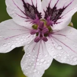 ERODIUM 'Felicity'