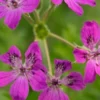 ERODIUM Manescavii -UK Garden Supplies Sales Shop erodium manescavii 5150046