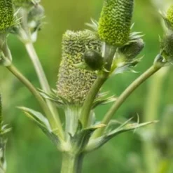 ERYNGIUM Agavifolium