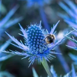 ERYNGIUM X Zabelii 'Big Blue'