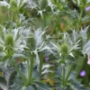 ERYNGIUM Giganteum 2 ERYNGIUM Giganteum -UK Garden Supplies Sales Shop eryngium giganteum check 6140016 2