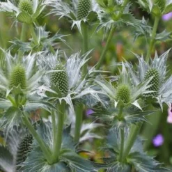ERYNGIUM Giganteum