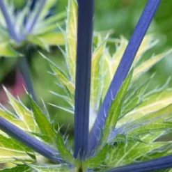 ERYNGIUM X Zabelii 'Neptune's Gold' PBR -UK Garden Supplies Sales Shop eryngium neptunes gold stem 1040107