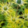 ERYNGIUM X Zabelii 'Neptune's Gold' PBR -UK Garden Supplies Sales Shop eryngium neptunes gold web 6030682