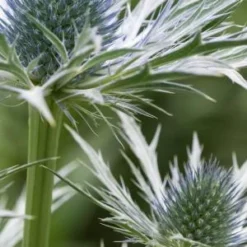Front Page -UK Garden Supplies Sales Shop eryngium oliverianum 6220256