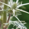 ERYNGIUM Variifolium -UK Garden Supplies Sales Shop eryngium varifolium