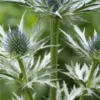 ERYNGIUM X Oliverianum