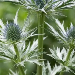 ERYNGIUM X Oliverianum