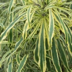 ERYSIMUM Linifolium 'Variegatum'