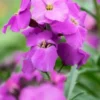 ERYSIMUM 'Winter Joy' 2 ERYSIMUM 'Winter Joy' -UK Garden Supplies Sales Shop erysimum winter joy 4070026 2