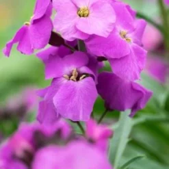 ERYSIMUM 'Winter Joy'