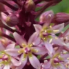 EUCOMIS Comosa 'Sparkling Burgundy' -UK Garden Supplies Sales Shop eucomis comosa sparkling burgundy 1