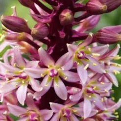EUCOMIS Comosa 'Sparkling Burgundy' -UK Garden Supplies Sales Shop eucomis comosa sparkling burgundy 2