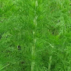 EUPATORIUM Capillifolium