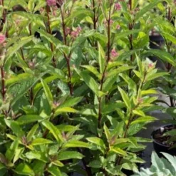 EUTROCHIUM Purpureum 'Baby Joe' PBR 5 EUTROCHIUM Purpureum 'Baby Joe' PBR -UK Garden Supplies Sales Shop eupatorium dubium baby joe pbr web 7230958