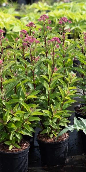 EUTROCHIUM Purpureum 'Baby Joe' PBR 4 EUTROCHIUM Purpureum 'Baby Joe' PBR - Image 2