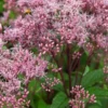 EUTROCHIUM Purpureum 'Baby Joe' PBR -UK Garden Supplies Sales Shop eupatorium dubium baby joe web