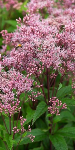 EUTROCHIUM Purpureum 'Baby Joe' PBR 3 EUTROCHIUM Purpureum 'Baby Joe' PBR