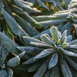 EUPHORBIA Amygdaloides Var. Robbiae -UK Garden Supplies Sales Shop euphorbia amygdaloides var robbiae 010016 2