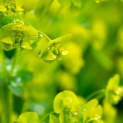 EUPHORBIA Amygdaloides Var. Robbiae -UK Garden Supplies Sales Shop euphorbia amygdaloides var robbiae 5030060 2