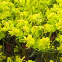 EUPHORBIA Cyparissias 'Fens Ruby'