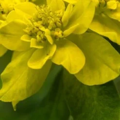 EUPHORBIA Epithymoides (polychroma) 5 EUPHORBIA Epithymoides (polychroma) -UK Garden Supplies Sales Shop euphorbia epithymoides 4210058