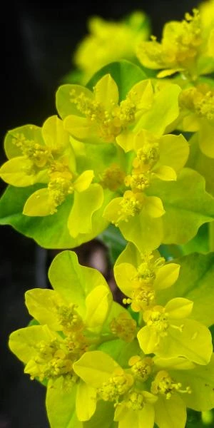 EUPHORBIA Epithymoides (polychroma) 3 EUPHORBIA Epithymoides (polychroma)